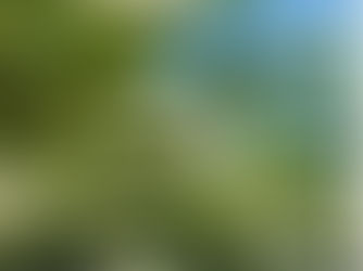 holunder Sambuccus nigra