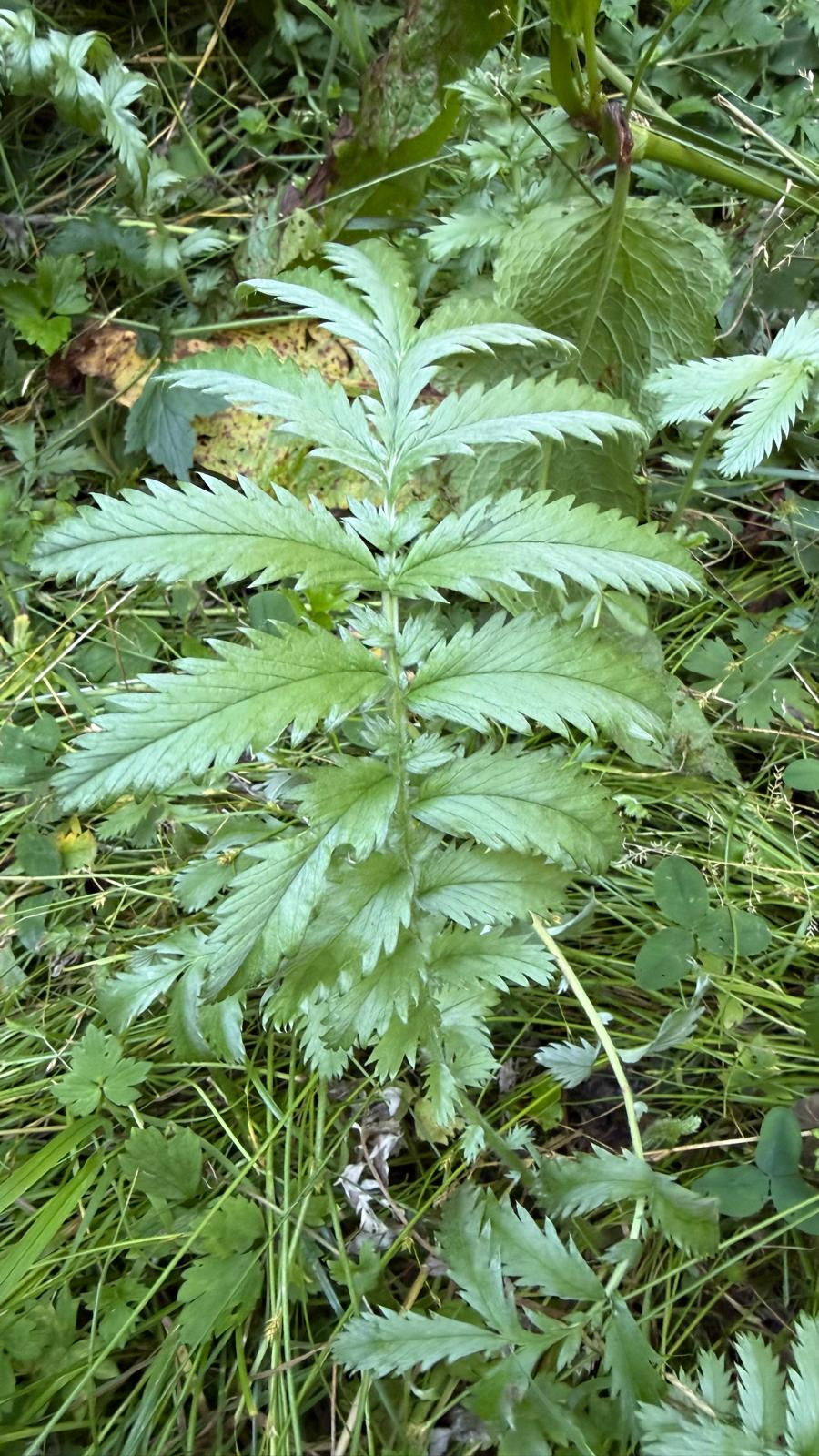GÄNSEFINGERKRAUT