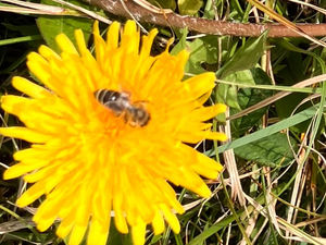 Löwenzahn mit Biene