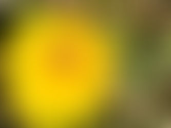 Löwenzahn mit Biene