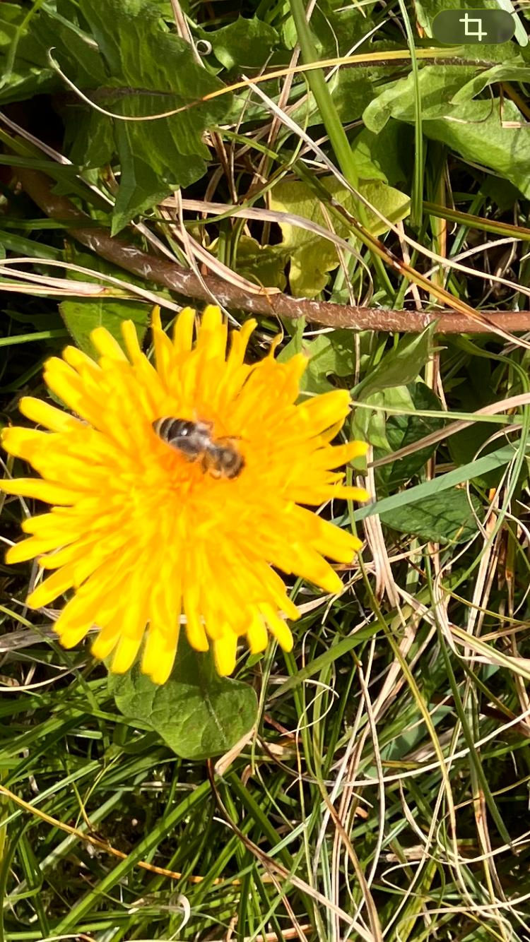 Löwenzahn stärkt die Leber und regt den stoffwechsel an