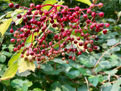 Holunderbeeren sind gut für dein Immunsystem