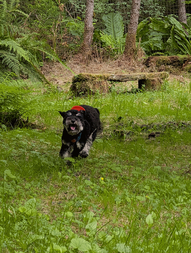 Winston, mini aussie cavapoo, black with white marking wearing orange hat, animated running and smiling toward the camera