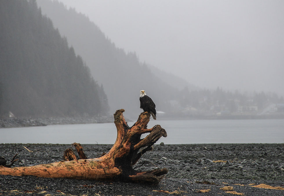 Eagle on beached log