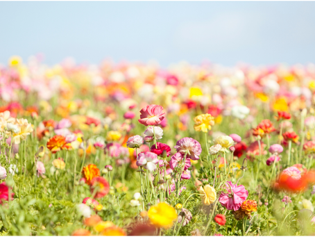 春に婚活を始める人が増える理由