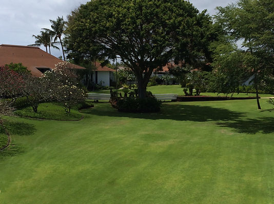 Banyon Tree