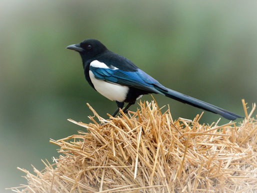 LA GAZZA, NERA E D’ARGENTO