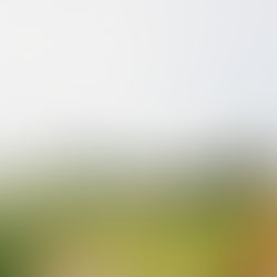 Tuscan vineyard landscape with villa and cypress-lined road