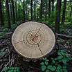 Pice of cut wood out in the forrest .jpg