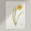 Thumbnail: Yellow Daffodil Watercolor Print–8x10" Floral Art Spring Botanical Illustration