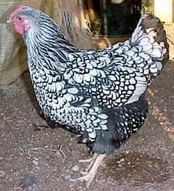silver laced