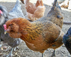 araucana_hen_by_delphirose-d53blqb