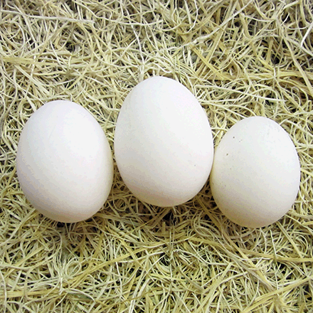 white egg