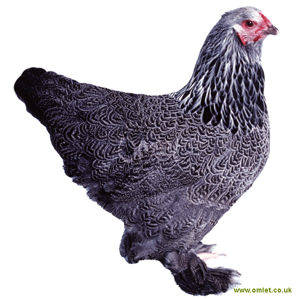 brahma_bantam_dark_f_600