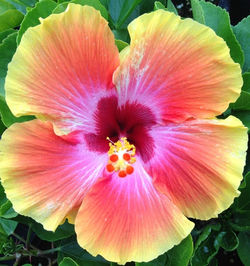 Cosmic Dancer Hibiscus