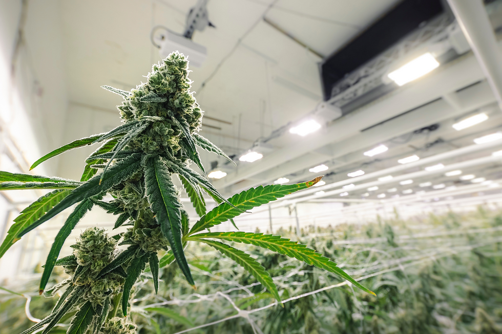 cannabis cultivation consultant