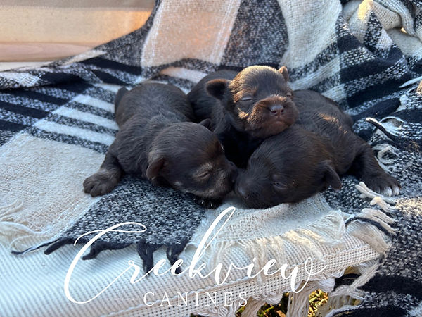 Layla's litter 2025.jpg