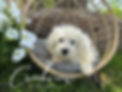 Donut 14wk5 logo.jpg