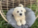 Louisa 8wk3.jpg