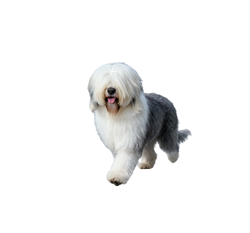 Untitled design (9)_edited.png