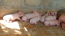 Healthy Piglets