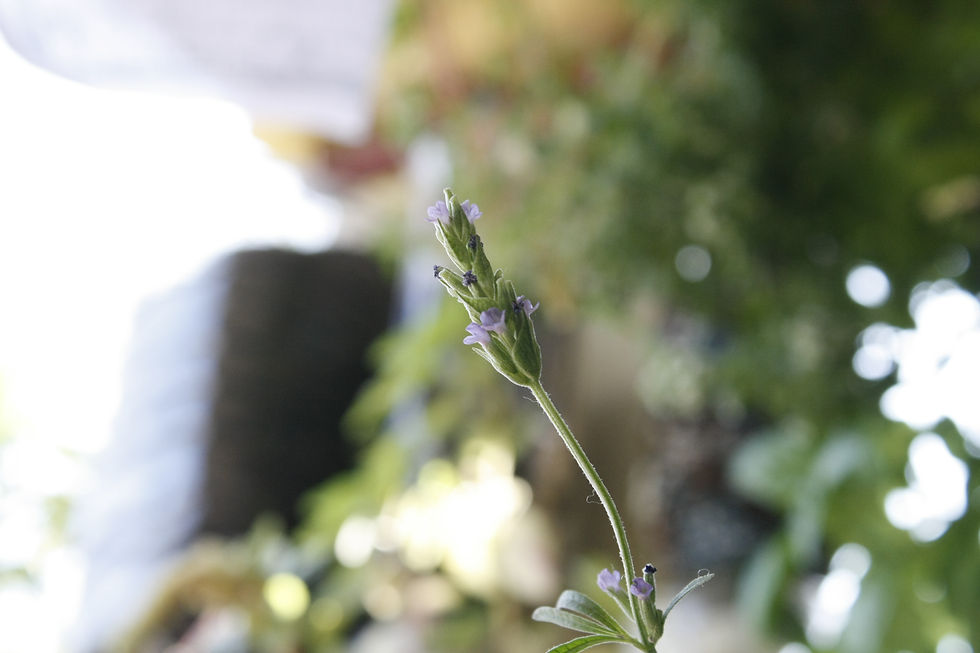Lavanda en crecimiento