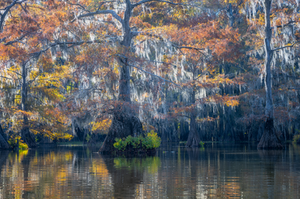 High-contrast photo of silhouetted cypress trees reflecting in water on Caddo Lake 