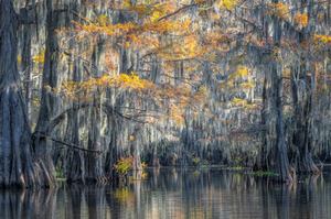 Light makes the bald cypress leaves and spanish moss appear to be glowing in a soft sunset light.