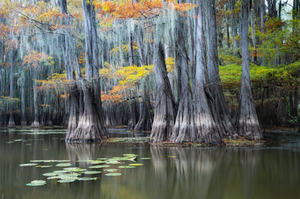 Lily pads form a leading line to bald cypress in autumn glow on Caddo Lake