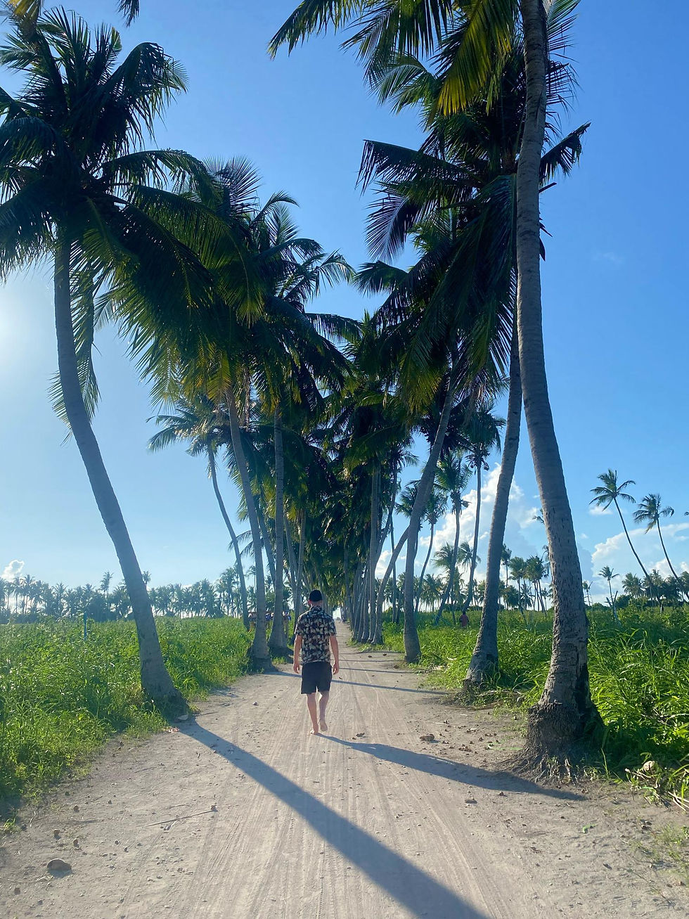 Tropical Maldives palm-lined path