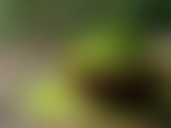 Die Vorteile von Matcha für Ihre Gesundheit