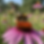 Gemini_Generated_Image_cwvgdzcwvgdzcwvg.png