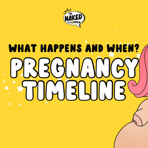 What actually happens in pregnancy, and when?