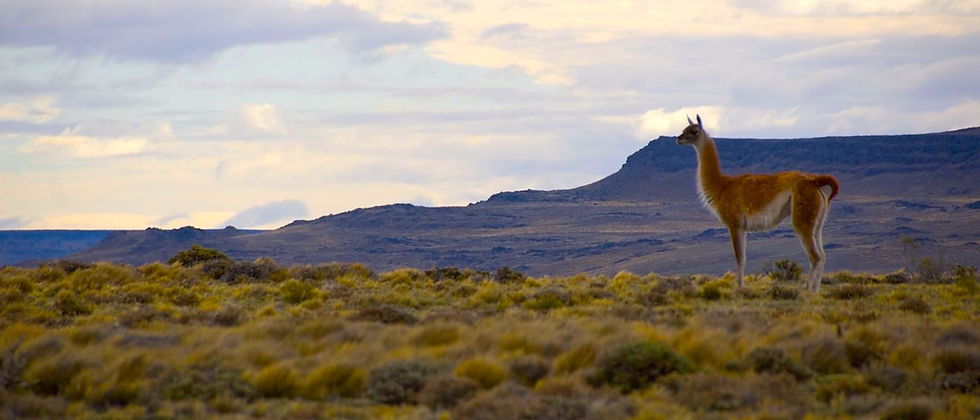 Guanaco patagónico