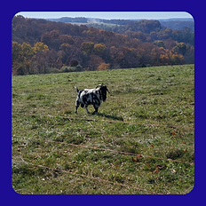 Untitled design (33).png