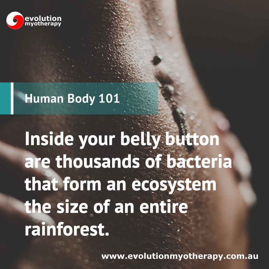 Human Body 101: Belly Button