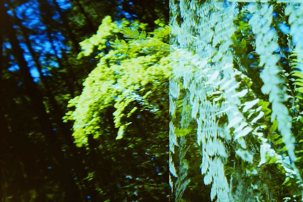 Fractured Forest (2017)