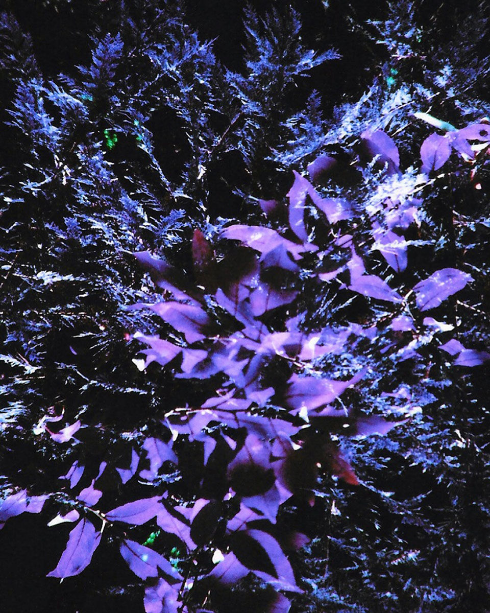 Cascadia Flora (2015)