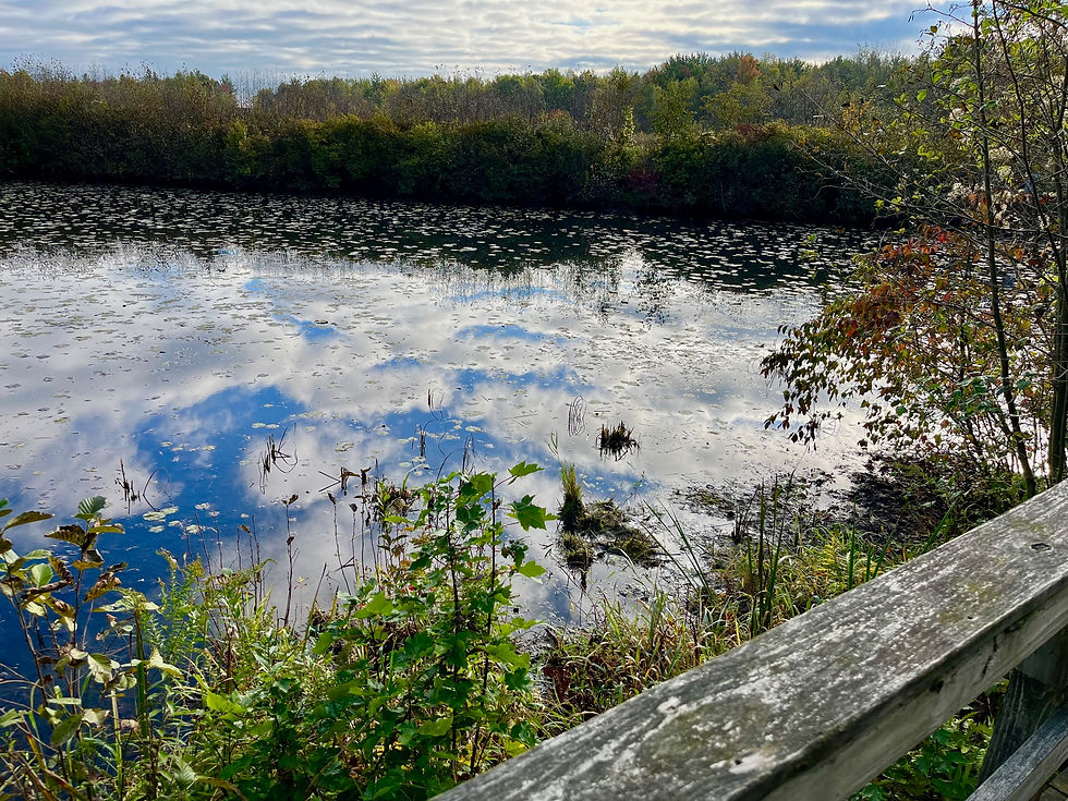 Pond Along Boardwalk
