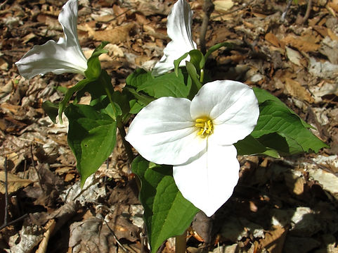 White Trillium Photo