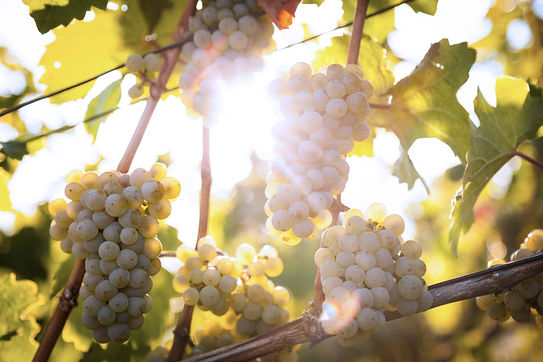 Grape_vine_cool_shades_chania_wine_tour.jpg