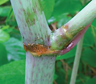 Japanese knotweed stem.