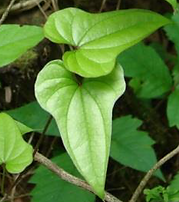 Chinese yam leaves.