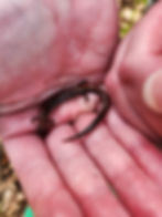 Salamander