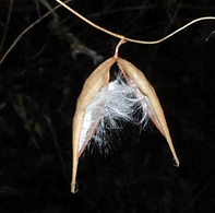 Black swallow-wort seed pods.