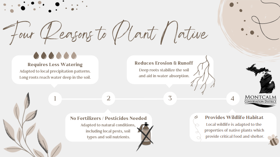 Why Plant Native.png