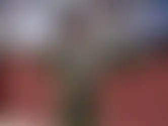 CÓRDOBA: Daniel Luque abre la puerta de los califas