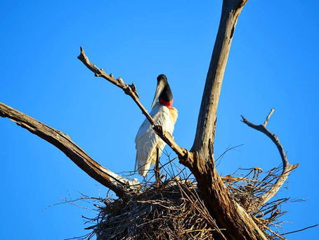 Turismo sustentável: Presidente Lula sanciona lei que reforça uso sustentável e proteção do Pantanal