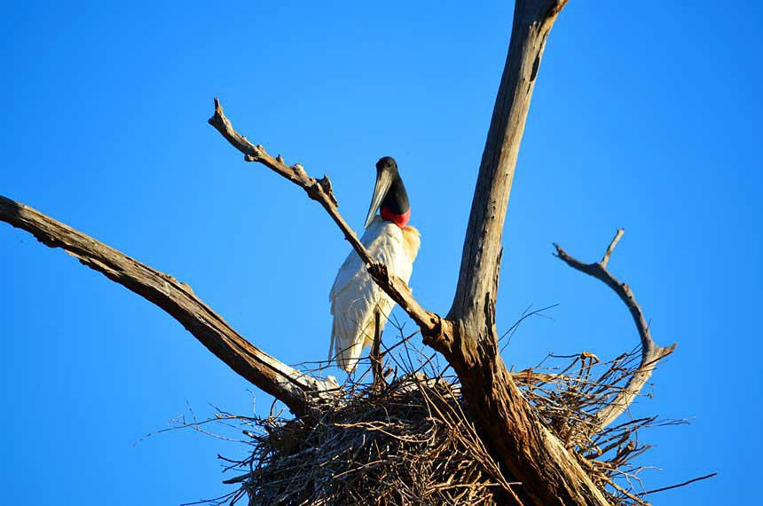 Turismo sustentável: Presidente Lula sanciona lei que reforça uso sustentável e proteção do Pantanal