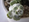 Succulent 
